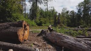 Tree and Shrub Care in Chapin, SC
