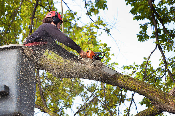 How Our Tree Care Process Works  in  Chapin, SC